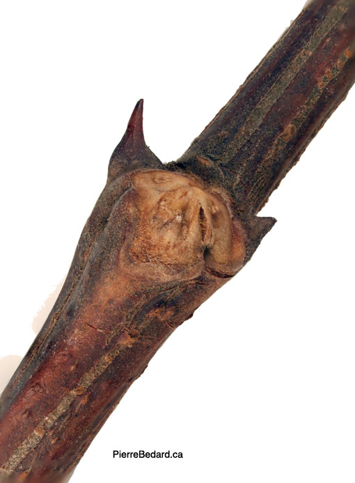 Robinia Pseudo-acacia